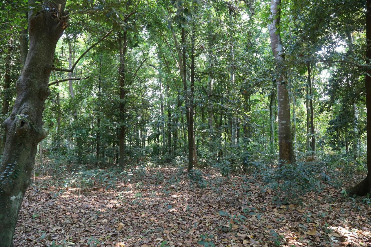 The Mana-Heritage Stay - Chengazhimattam Mana Kottayam Exteriör bild